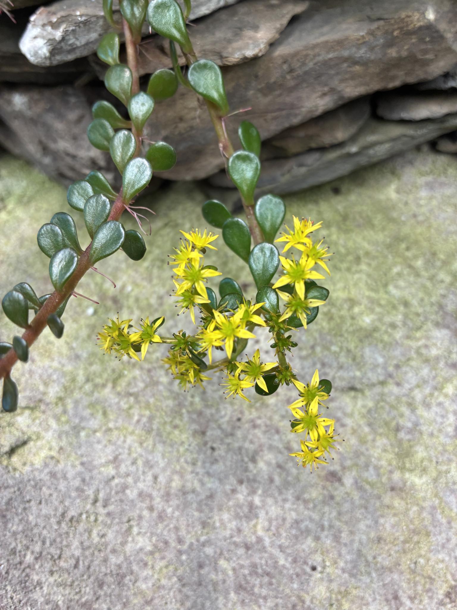 典藏植物周報｜能高佛甲草 