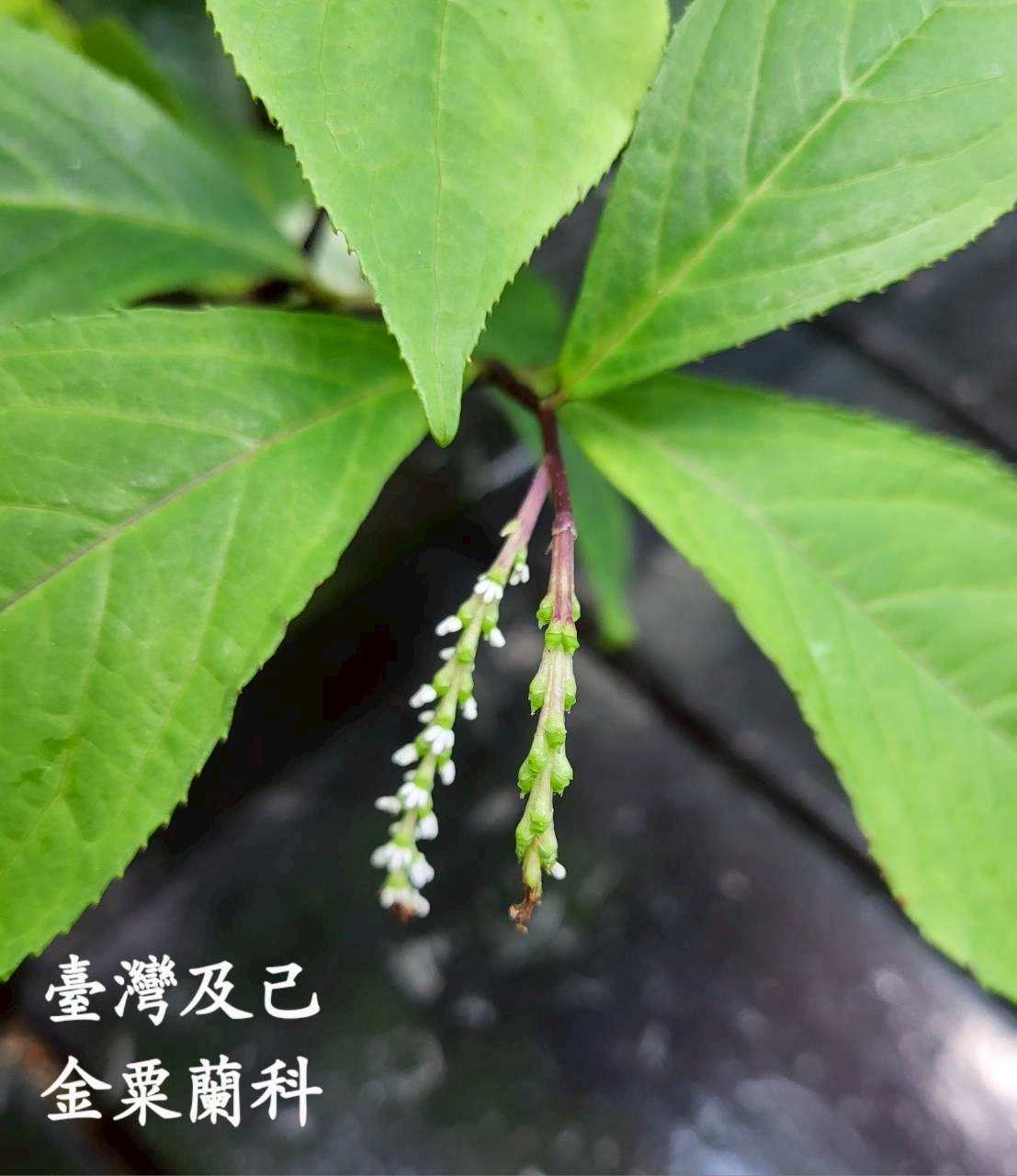 典藏植物周報│臺灣及己