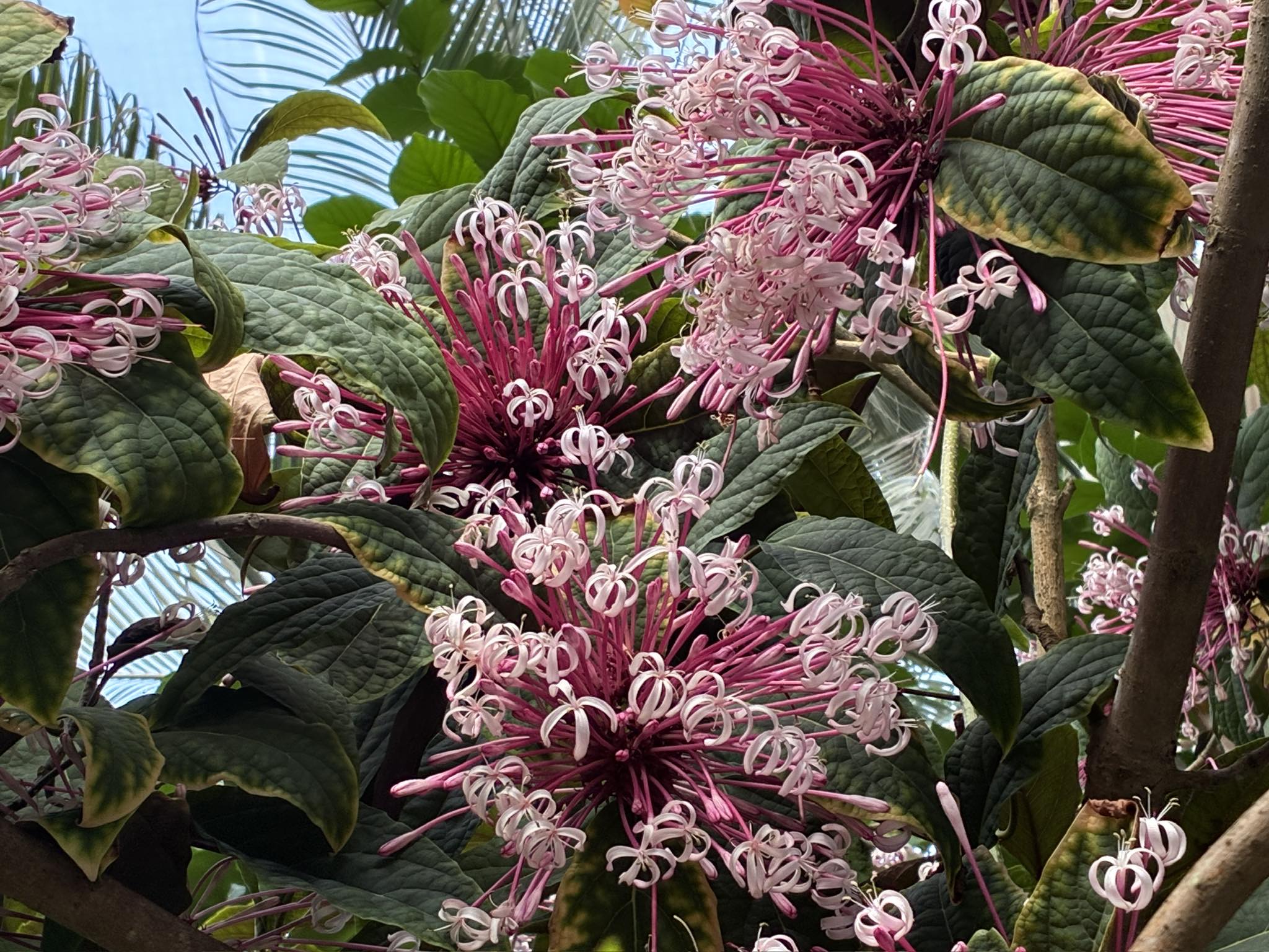 典藏植物週報｜煙火樹