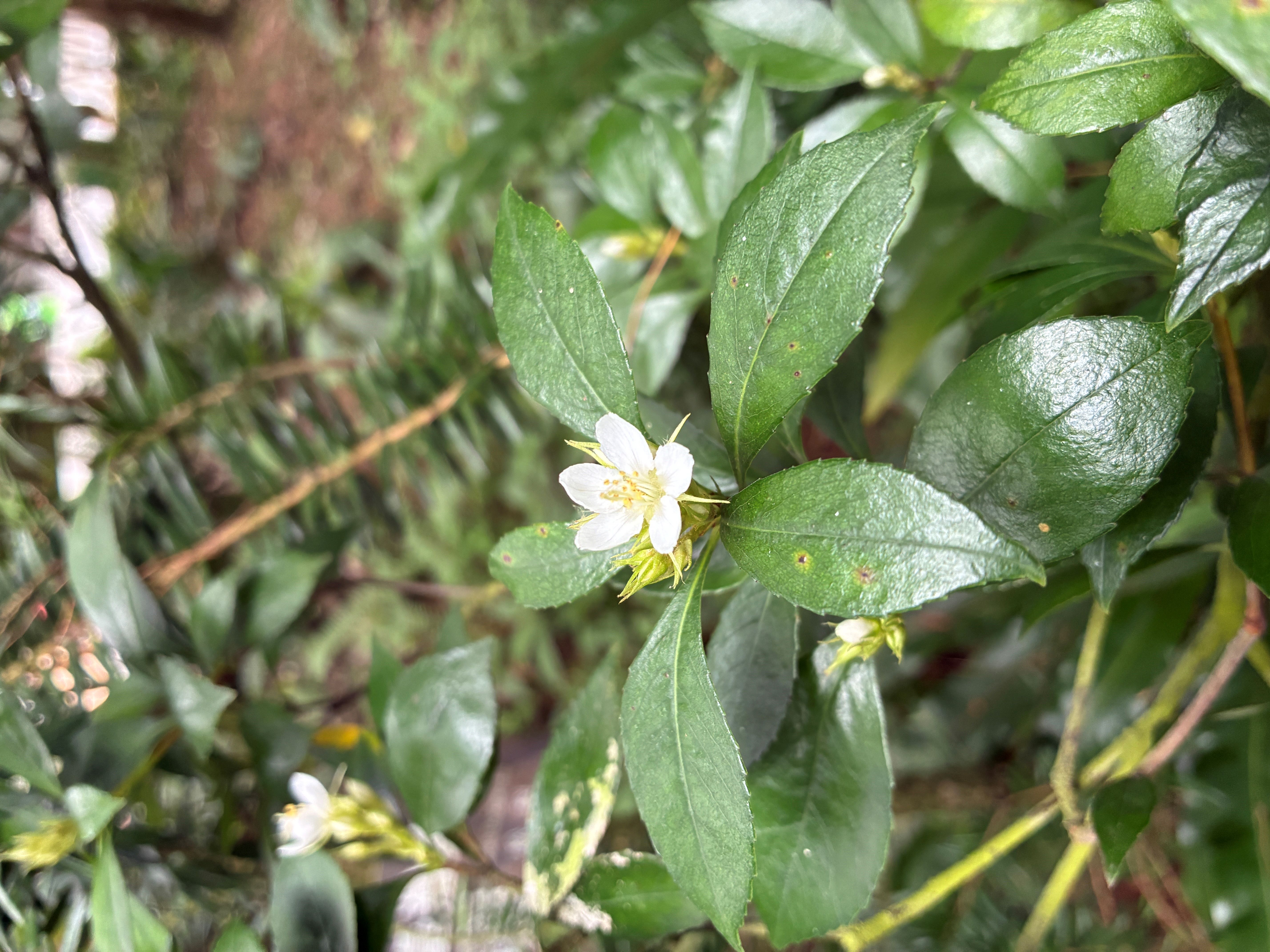 典藏植物週報｜田代氏石斑木