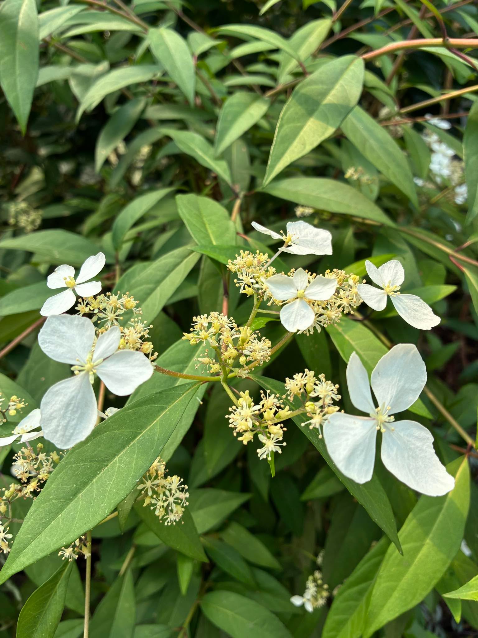 典藏植物週報｜華八仙