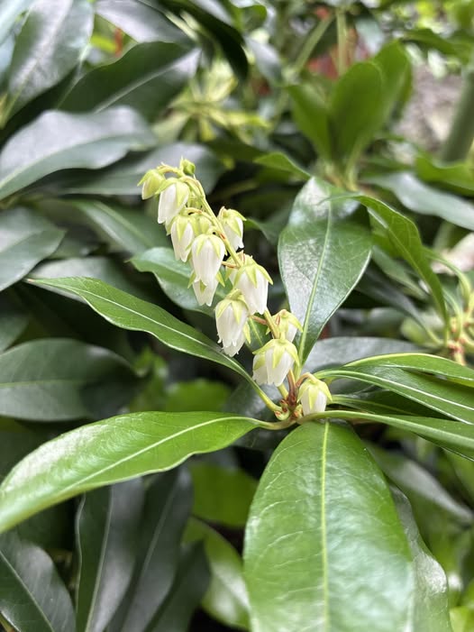 典藏植物週報｜馬醉木