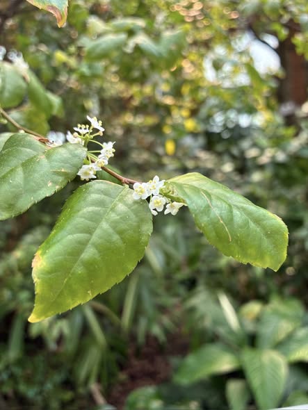 典藏植物週報｜燈秤花