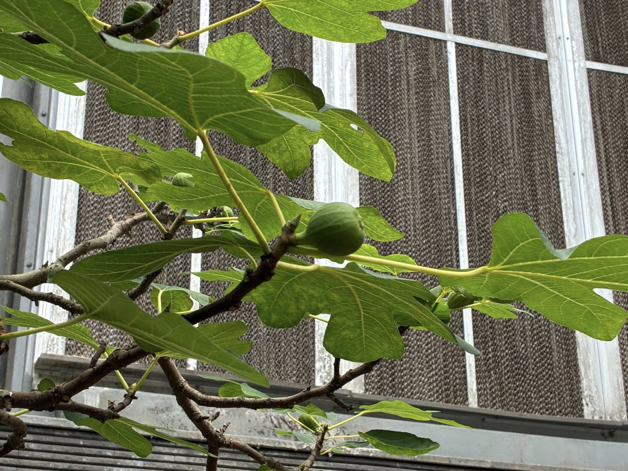 典藏植物週報｜無花果