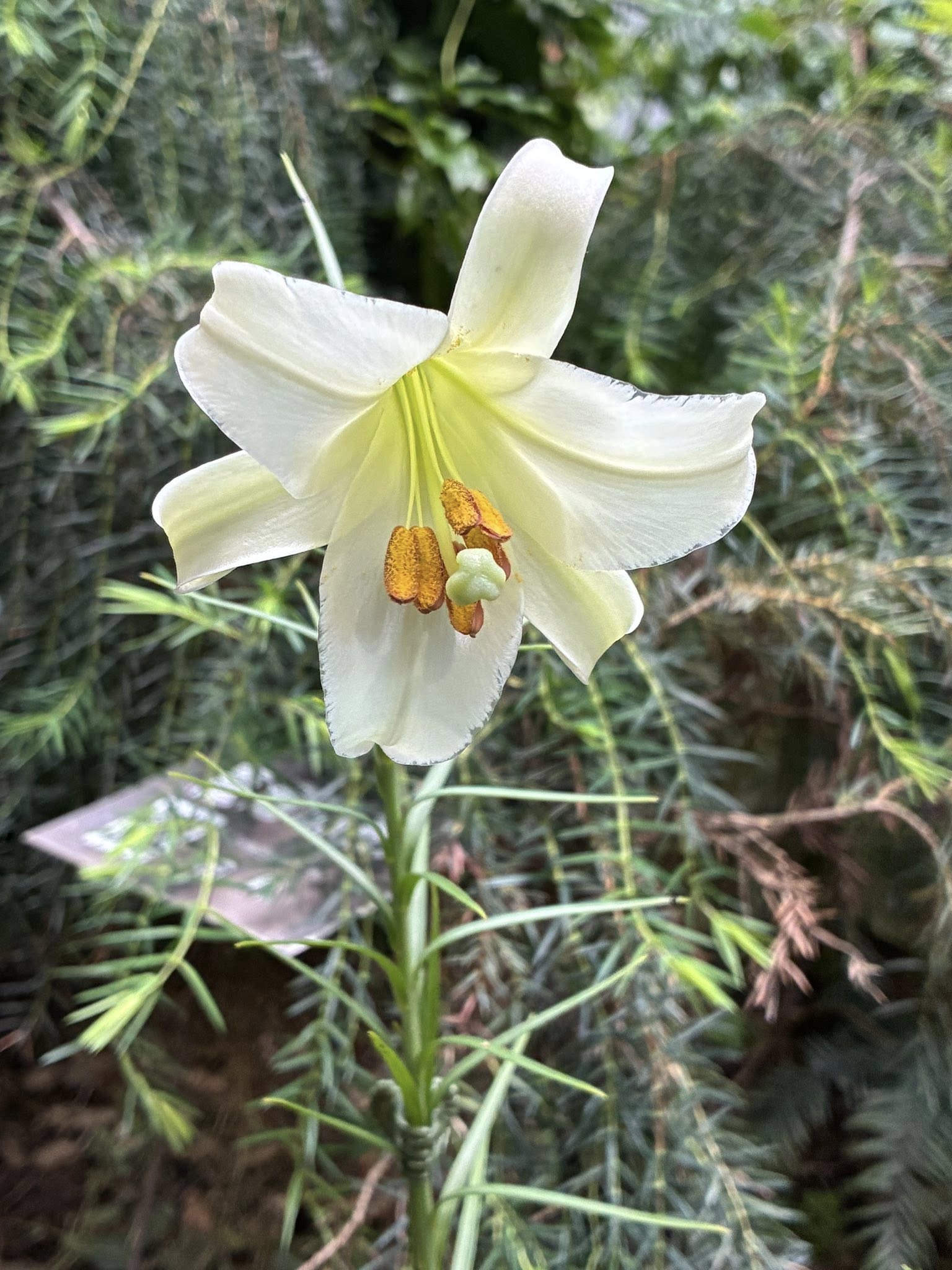 典藏植物週報｜臺灣百合