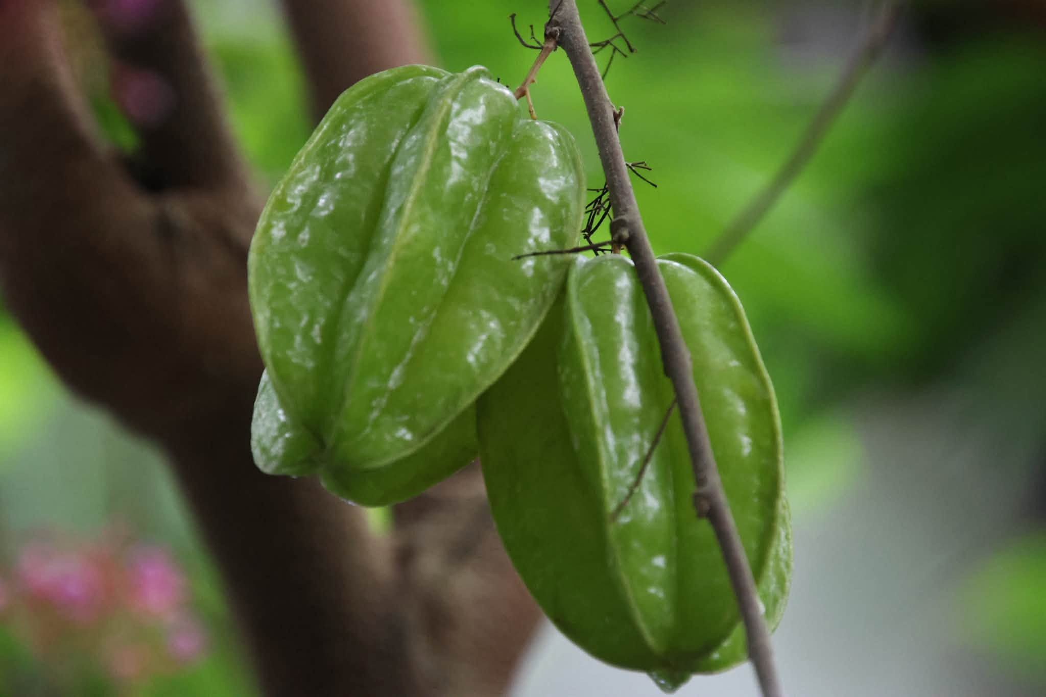 典藏植物週報｜楊桃