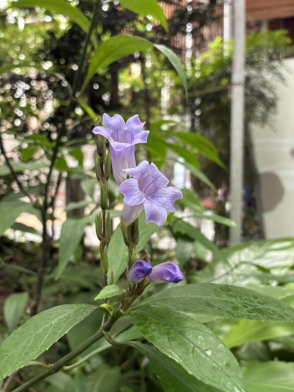 典藏植物週報│長穗馬藍