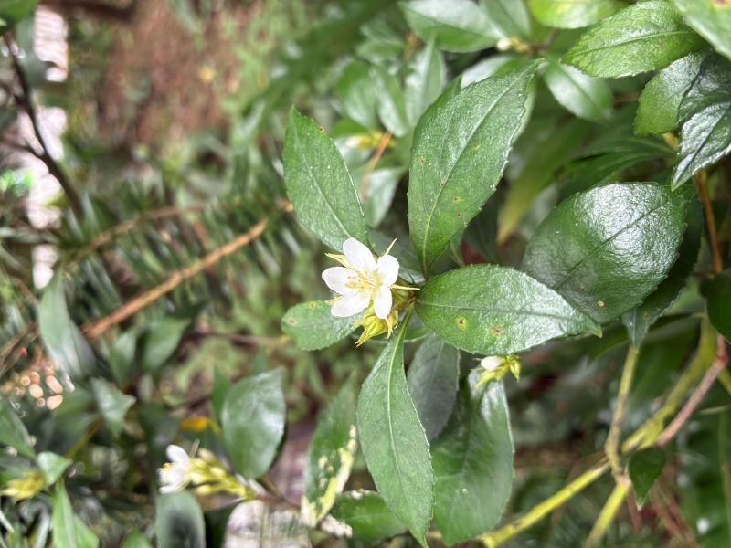 典藏植物週報｜田代氏石斑木