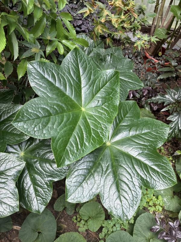 典藏植物週報｜八角蓮