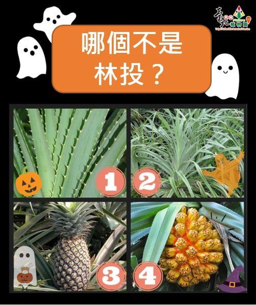 萬聖搞鬼搗蛋，花惹發！