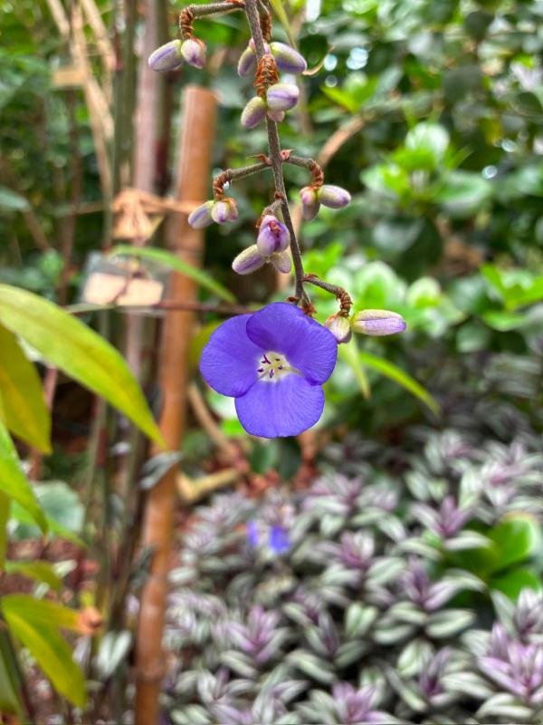 典藏植物週報｜垂花藍薑
