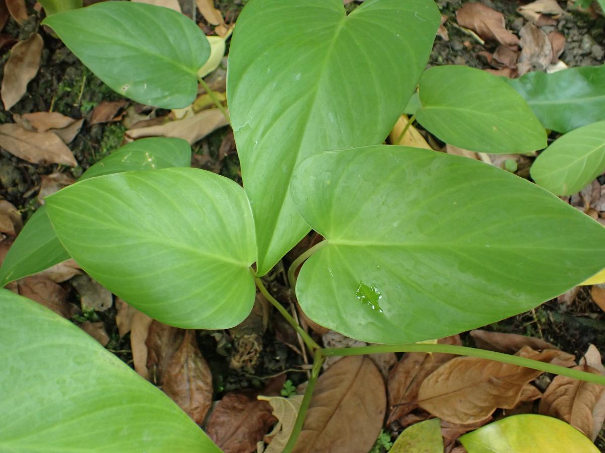 菲律賓扁葉芋