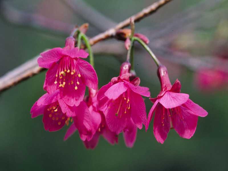 山櫻花| 臺北典藏植物園