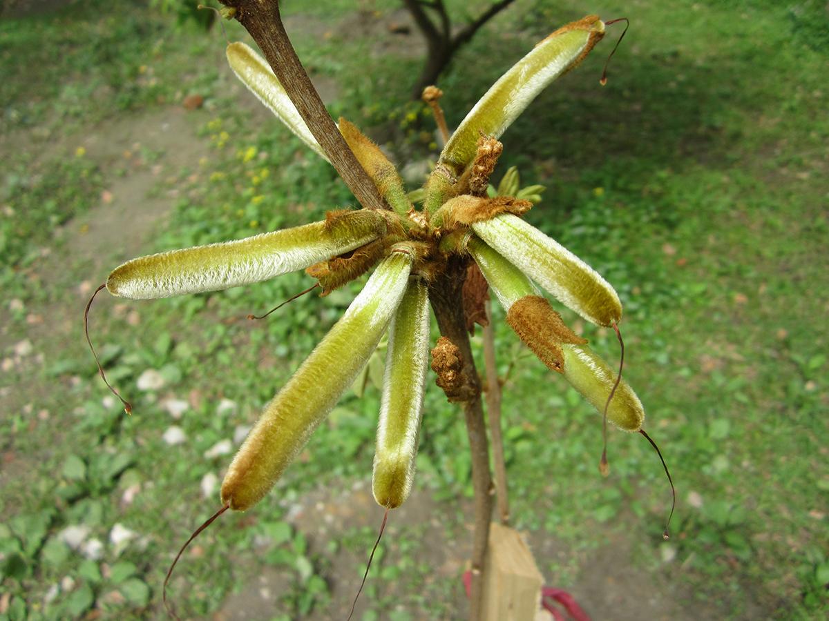 黃花風鈴木