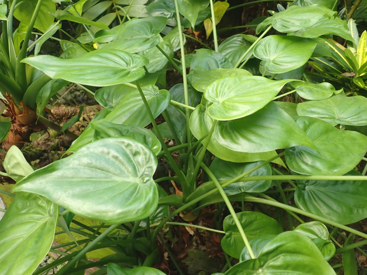 臺灣姑婆芋