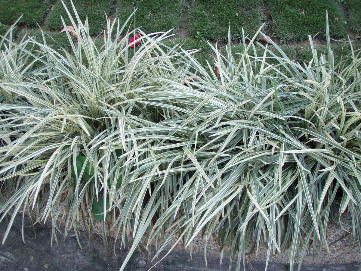 斑葉沿階草