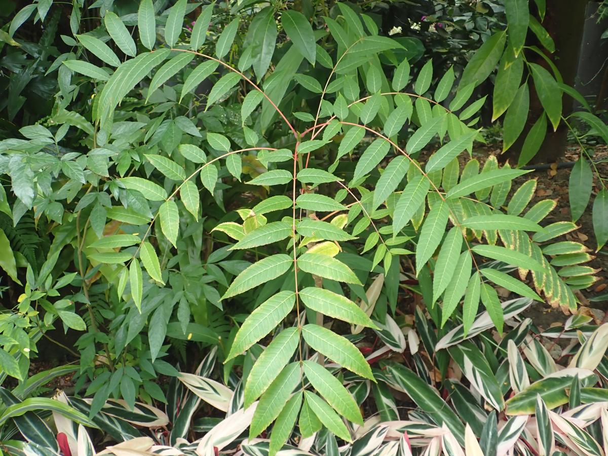 香椿 臺北典藏植物園