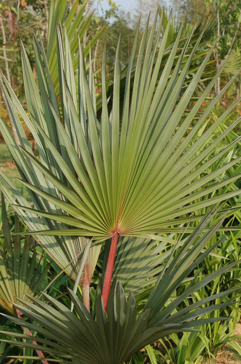紅棕櫚