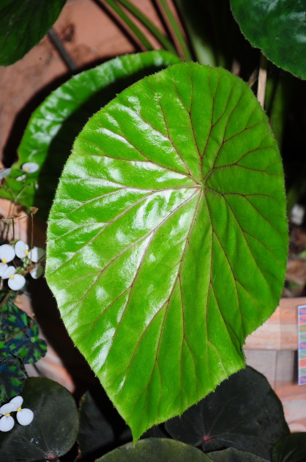 荷葉秋海棠