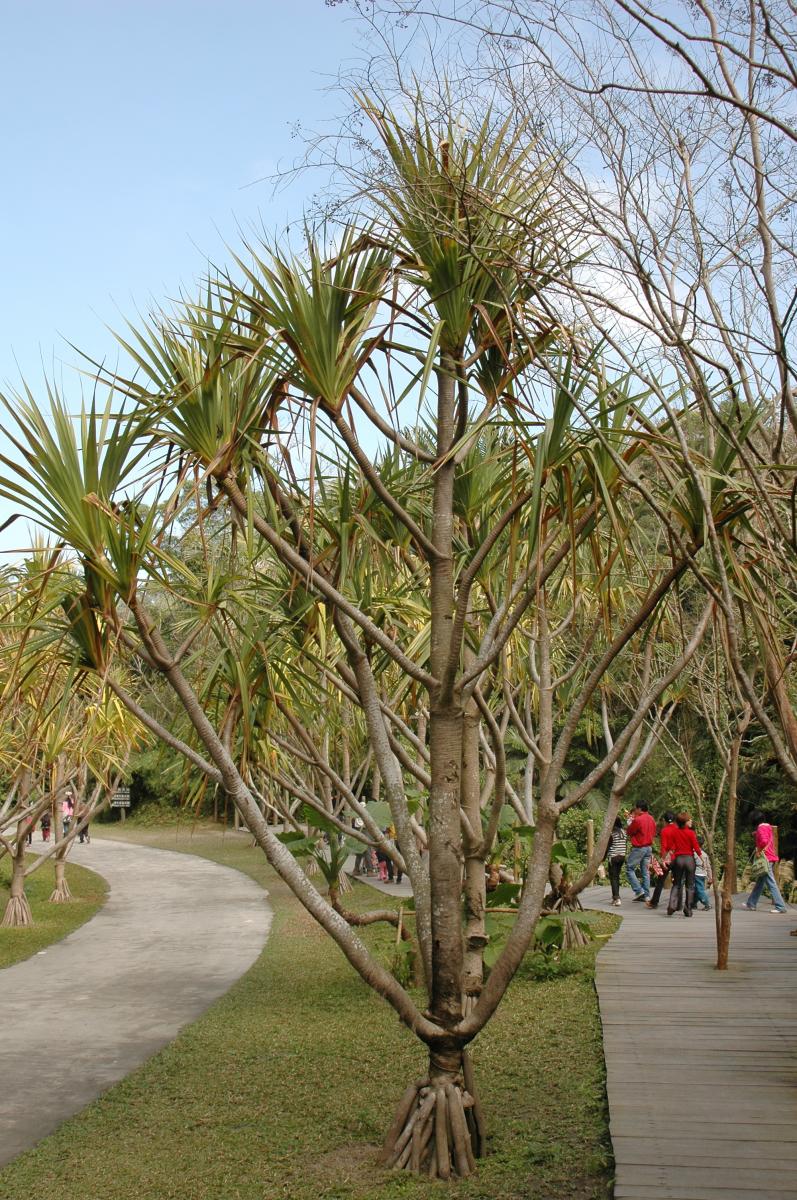 紅刺林投